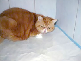 Кот (1.5 года) с нарушением двигательной функции.